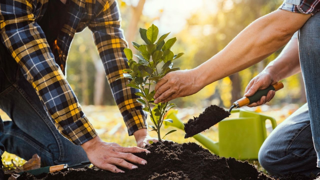 Two men planting a tree concept of world environment day planting forest, nature, and ecology A young man's hands are planting saplings and trees