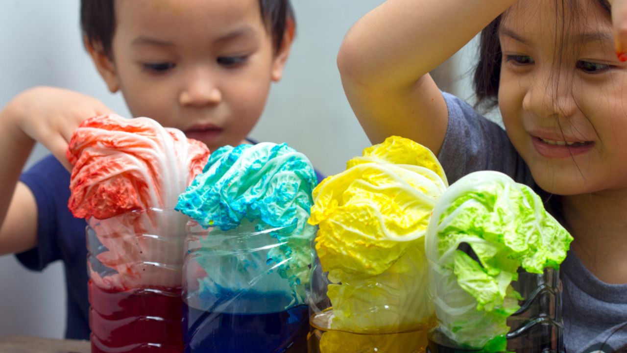 Two sibling Asian kids making simple science experiment at home. How Plants Absorb Water and Nutrients up through their stems by using cabbage