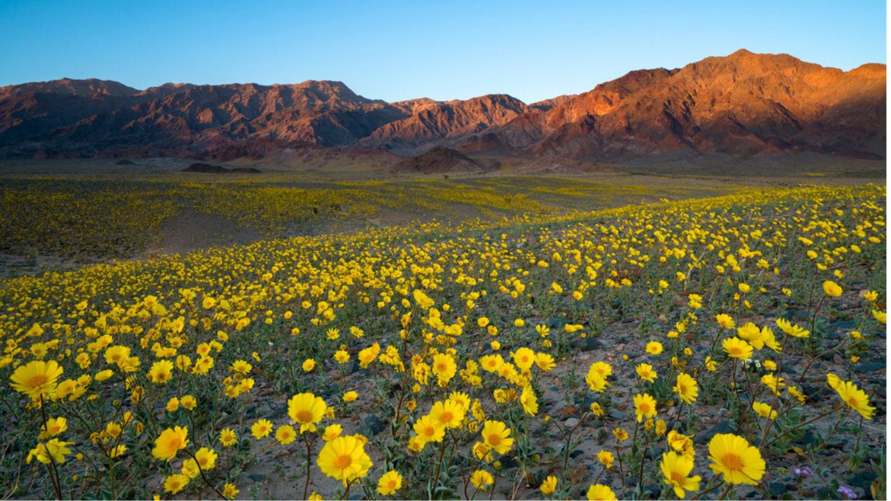 Wildflower super bloom in spring, Death Valley National Park, California