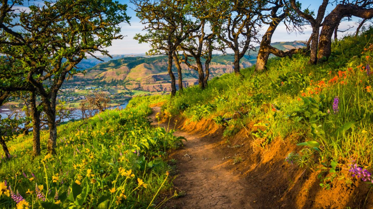 Wildflowers and trees along a trail, at Tom McCall Nature Preserve, Columbia River Gorge, Oregon.
