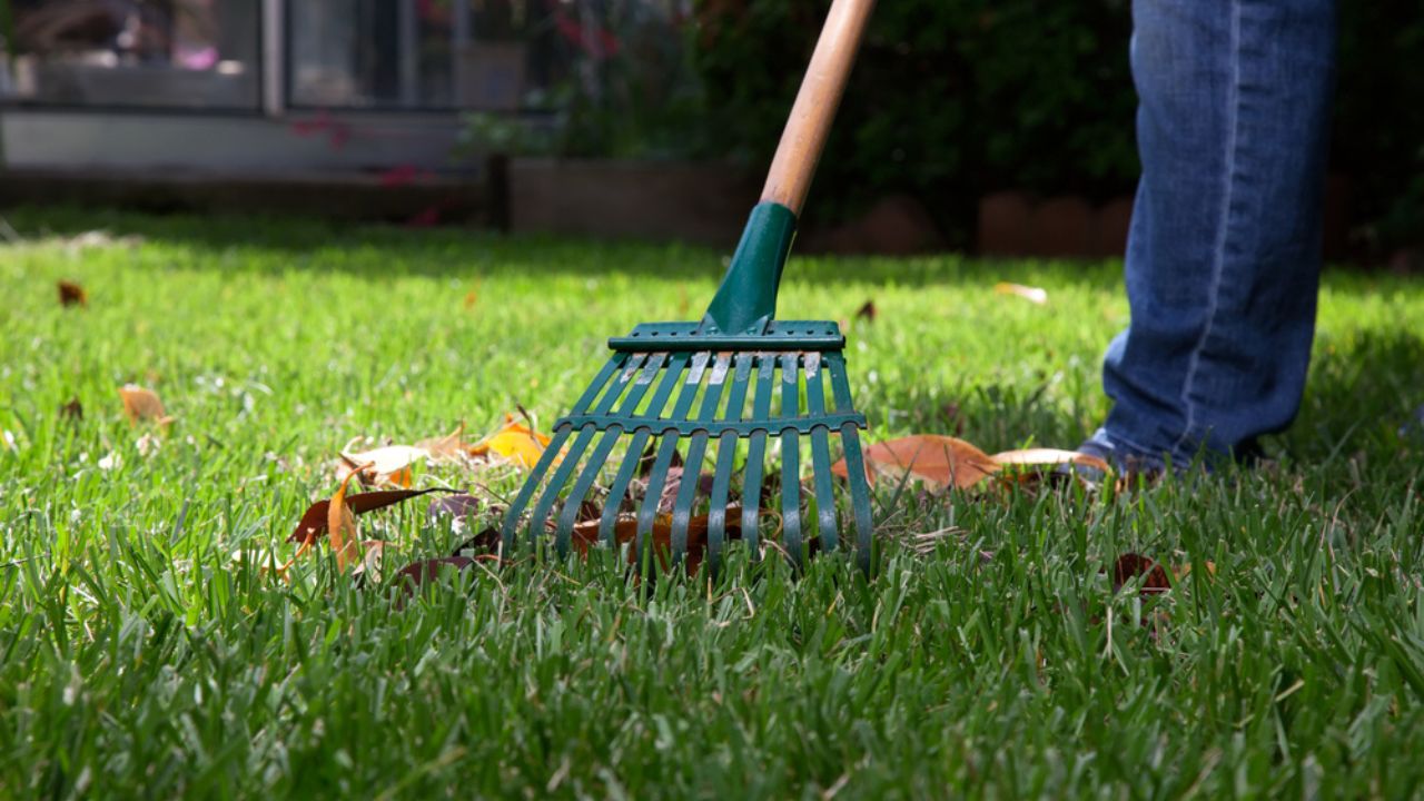 Woman is raking leaves on lawn in her back yard
