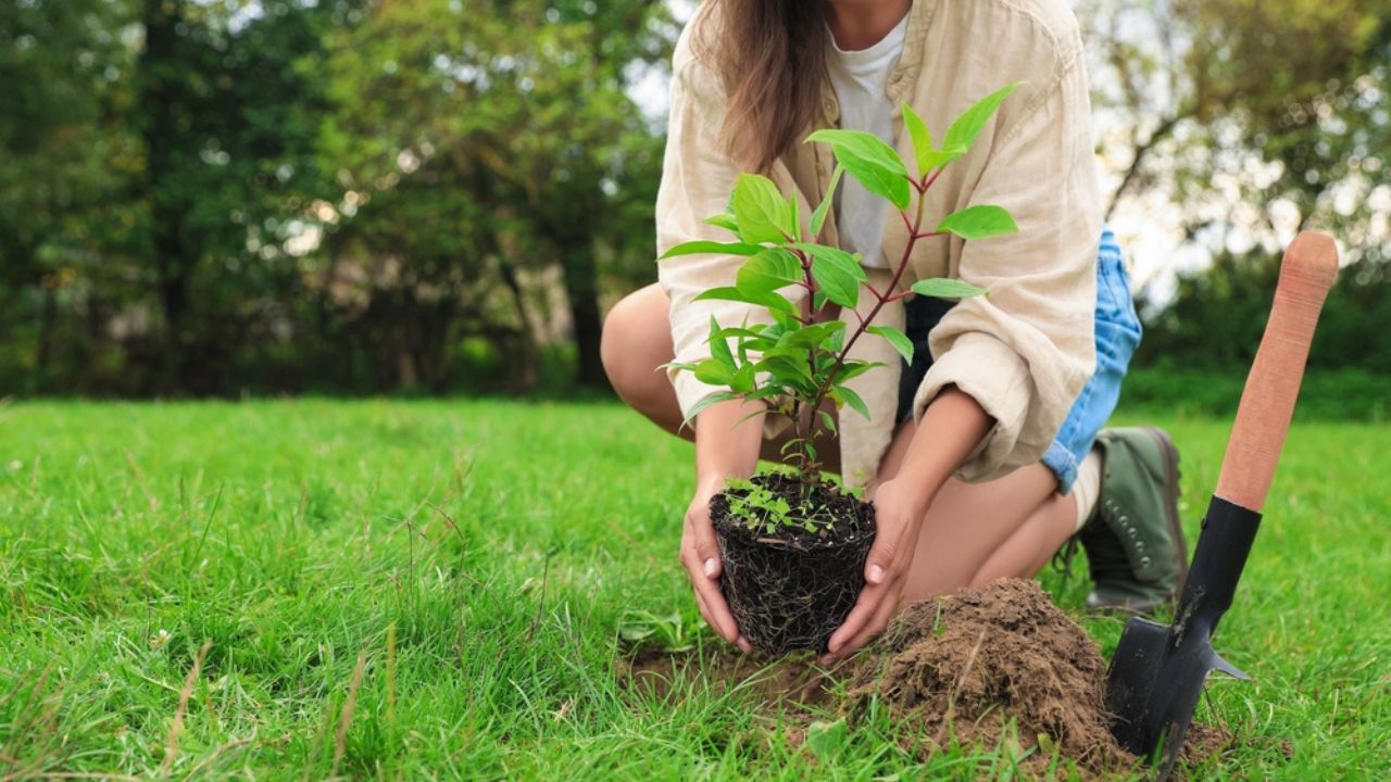 Woman planting young green tree in garden, closeup. Space for text