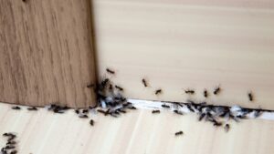 Ants in the house on the baseboards and wall angle.