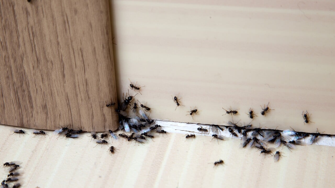 Ants in the house on the baseboards and wall angle.