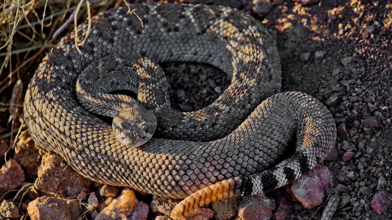 A beautiful closeup of a western diamondback rattlesnake on a ground