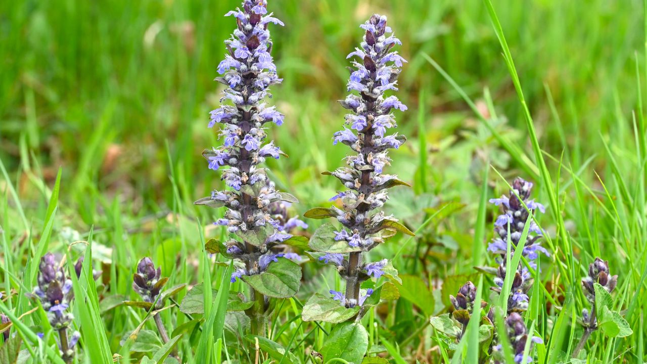 Ajuga (Ajuga reptans)