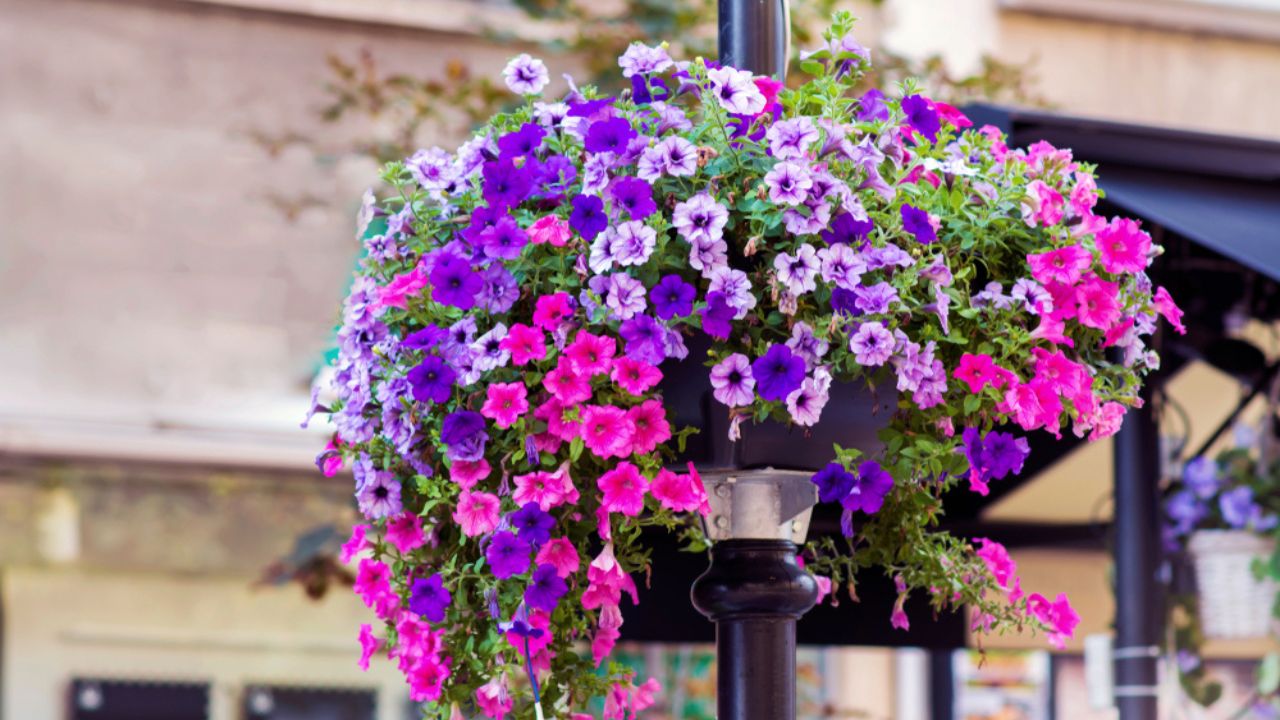 Blooming Pink and Purple Petunia Flowers in Pot for Street Decoration