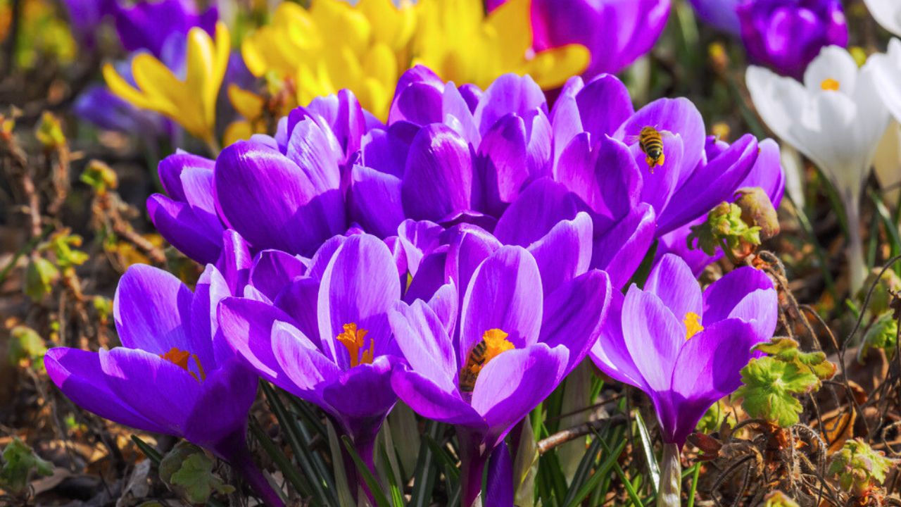 Blooming violet crocuses or croci (Crocus vernus, spring crocus). In the background also white and yellow crocuses. With two honey bees with pollen.