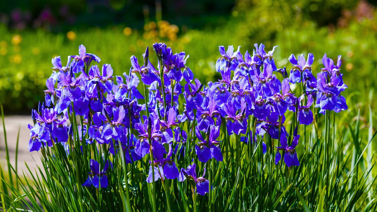Blue siberian iris in spring garden. Group of blooming Siberian irises (iris sibirica) in the garden