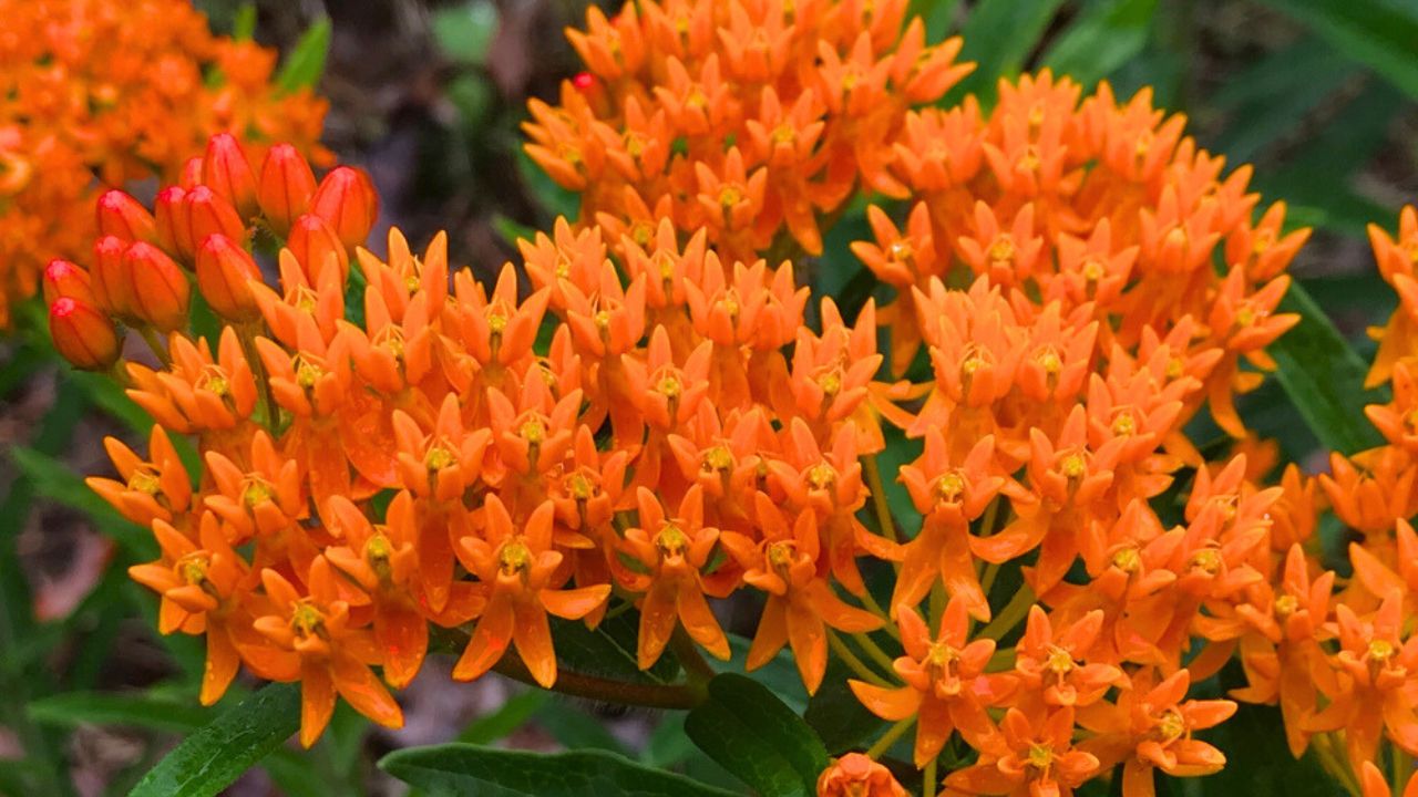 Bright Orange Butterfly Milkweed - Asclepias tuberosa L