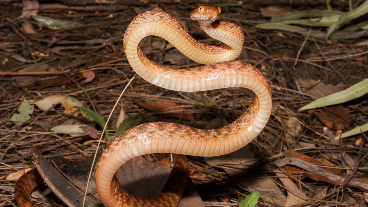 Brown Tree Snake in striking position