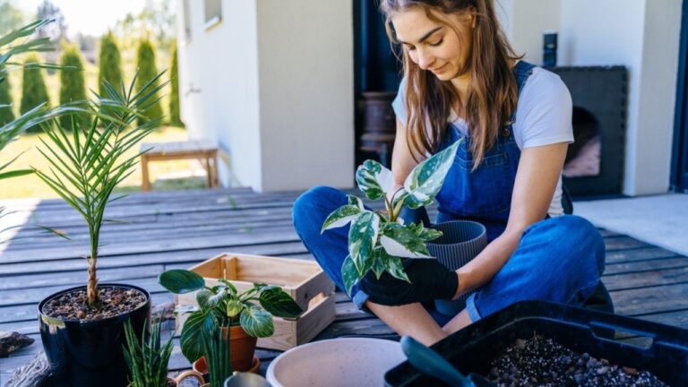 Casual lifestyle series in modern scandinavian interior. Happy home gardener transplanting plants woman examines leaves and plant root in domestic garden outdoor on terrace of her house.