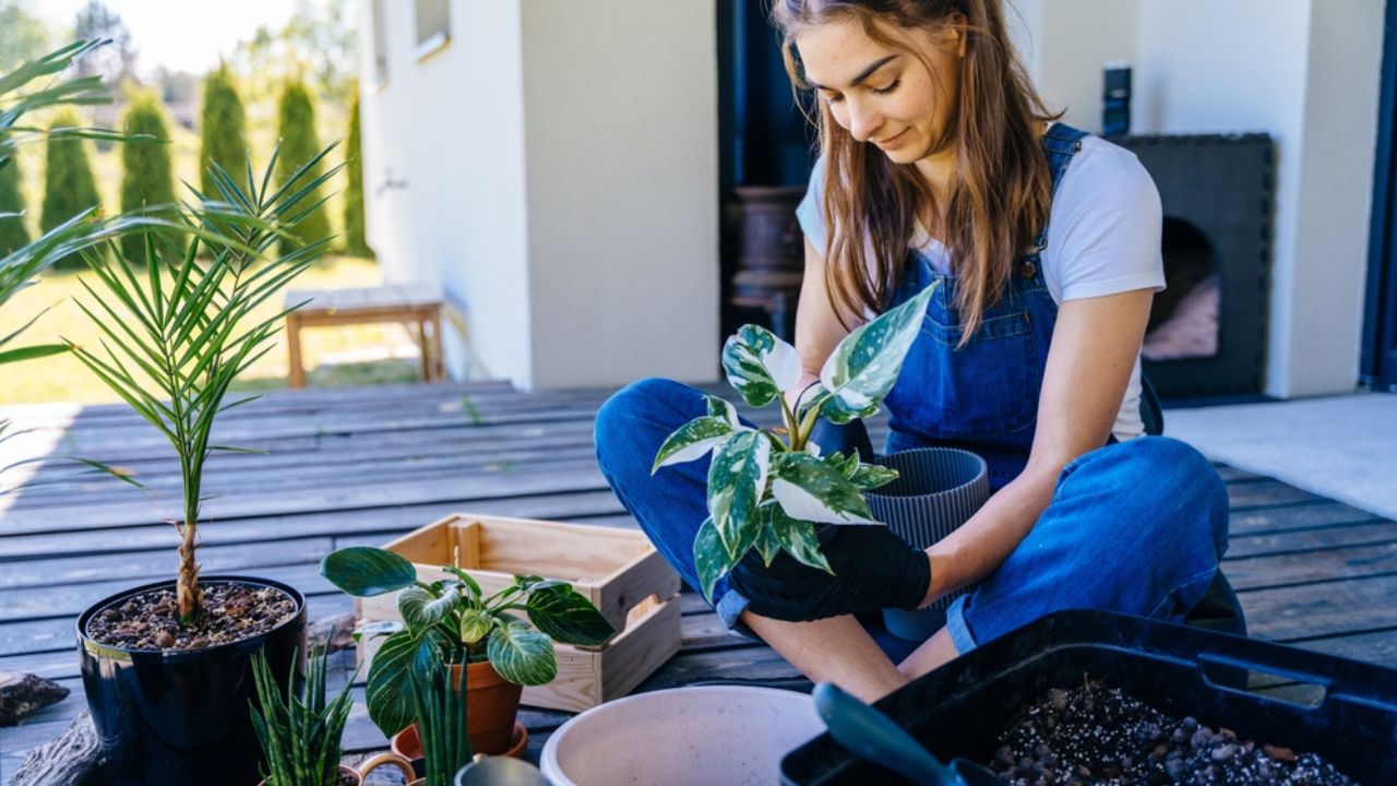 Casual lifestyle series in modern scandinavian interior. Happy home gardener transplanting plants woman examines leaves and plant root in domestic garden outdoor on terrace of her house.