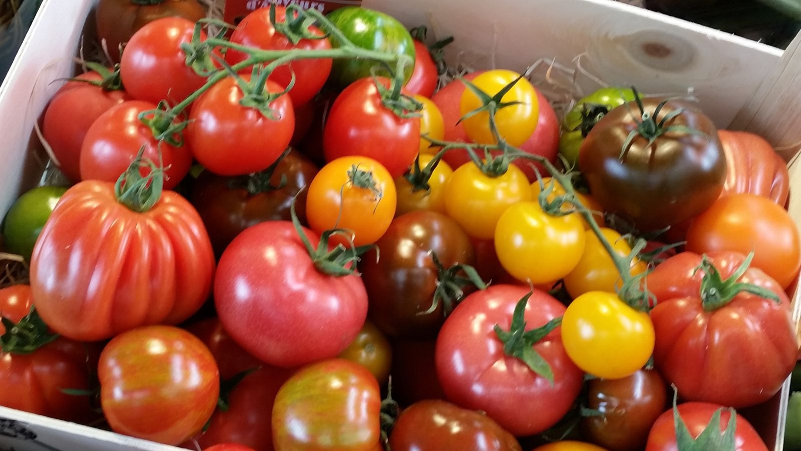 heirloom tomato harvest