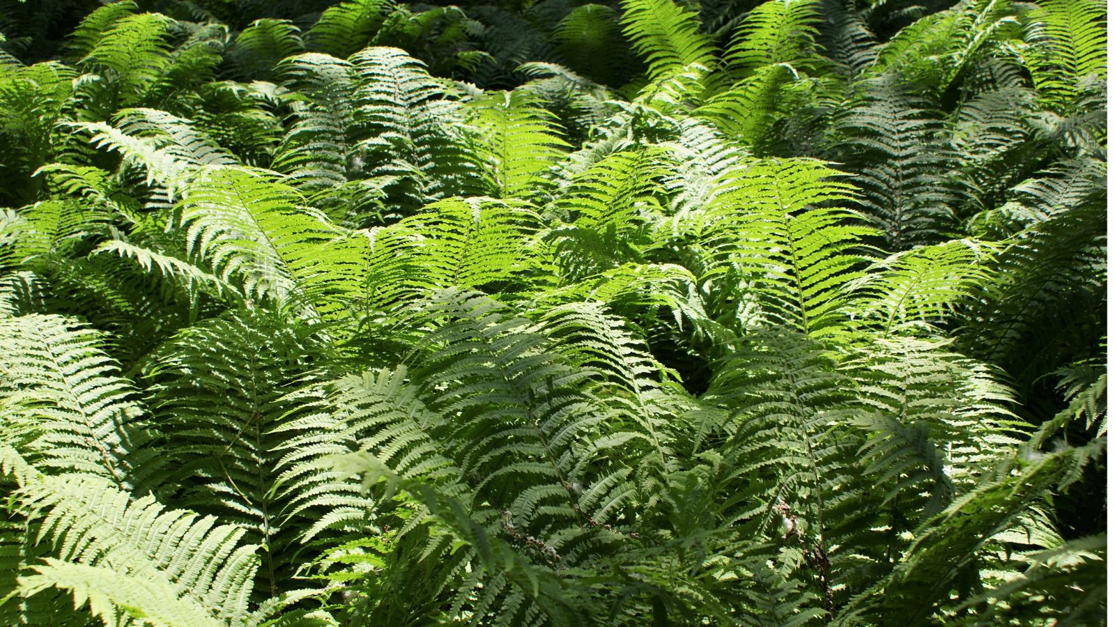 Ostrich Fern (Matteuccia struthiopteris)
