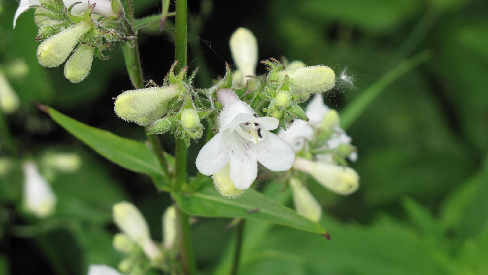 Foxglove Beardtongue (Penstemon digitalis)