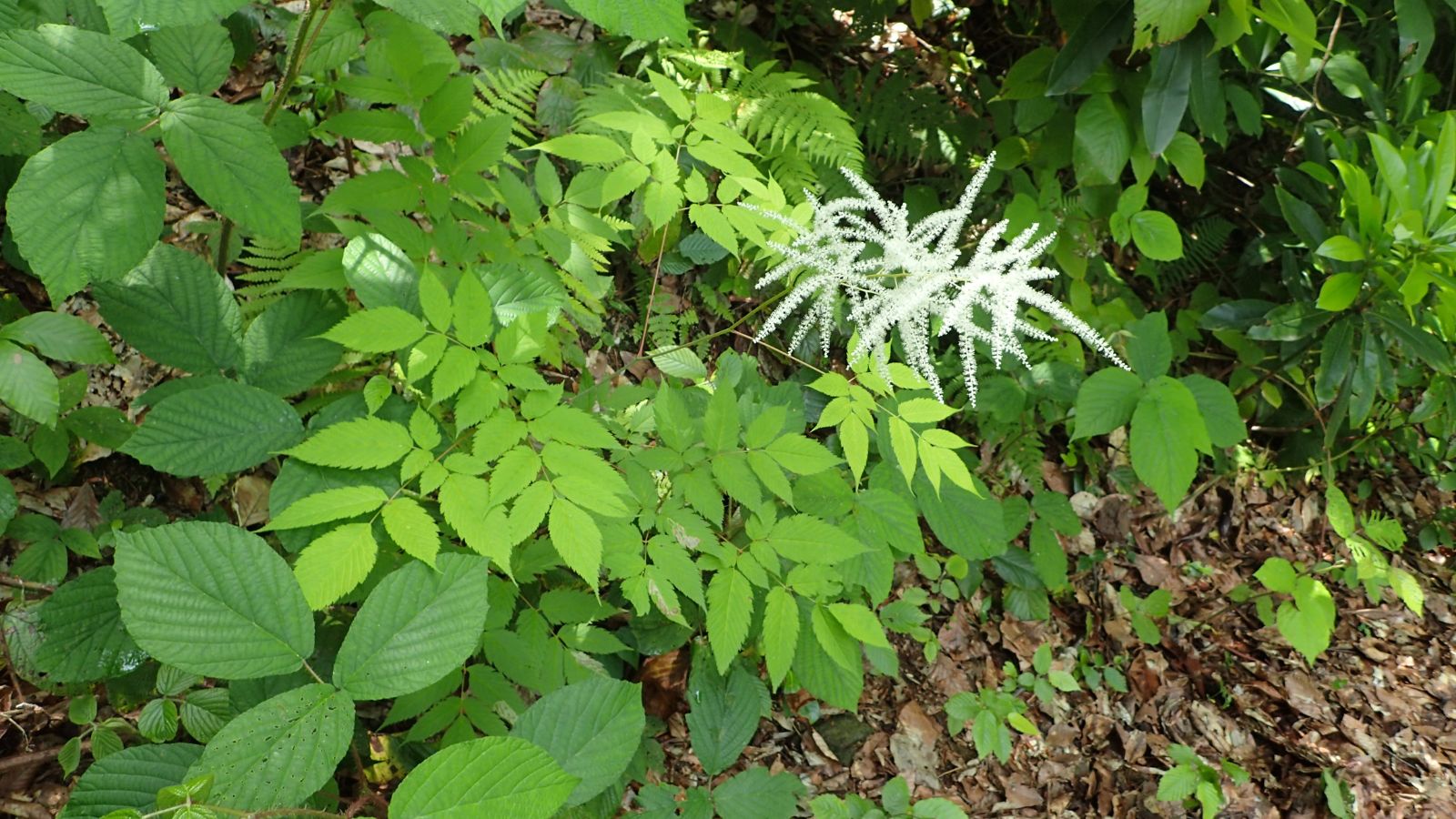 Goat’s Beard (Aruncus dioicus)
