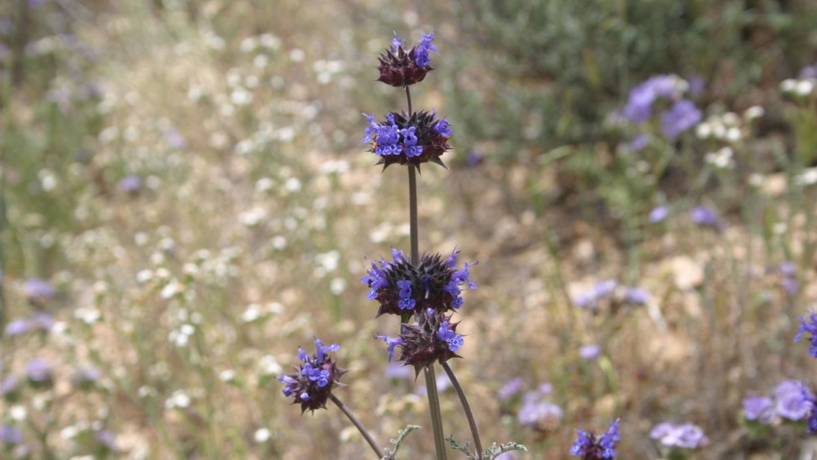 Chia (Salvia columbariae)