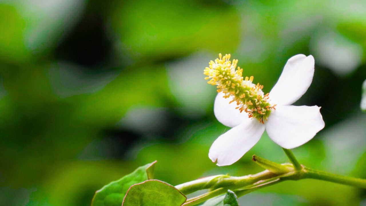 Chameleon plant or Houttuynia cordata,fish leaf, fish mint, rainbow plant, heart leaf, fish wort, Chinese lizard tail, bishop's weed
