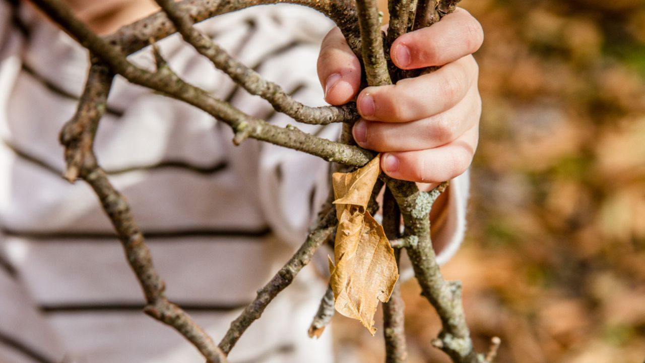 Child holding a bundle of sticks in the woods with a dried up leaf.
