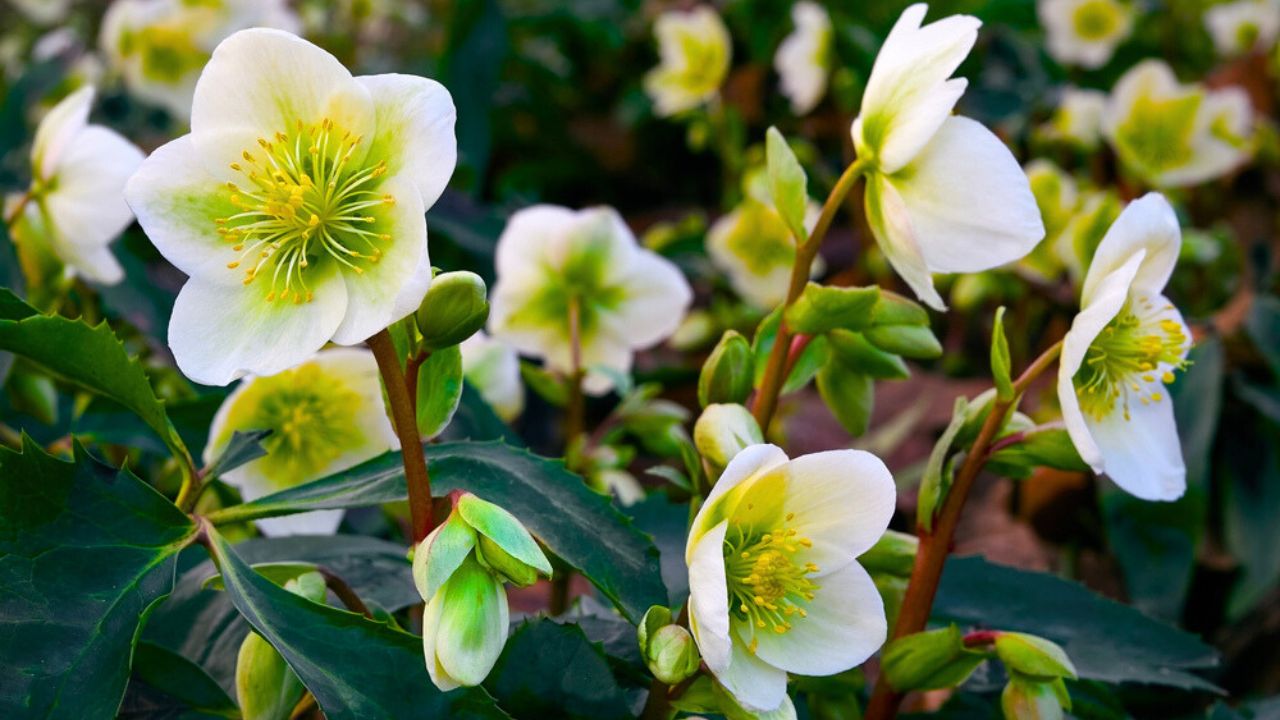 Christmas Rose (Helleborus Niger, black hellebore) flowers close-up. winter-blooming evergreen perennial. early spring flowers. spring floral background.