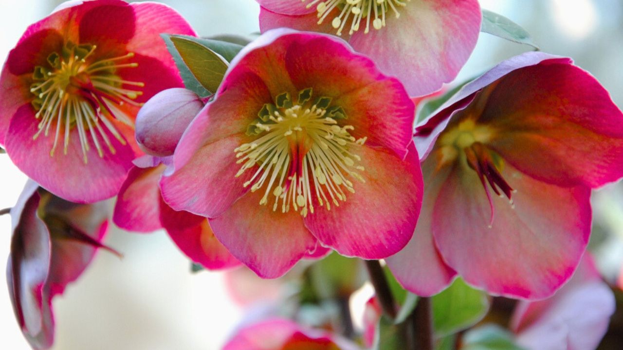 Close up of a big purple and green mottled flower of a Hellebore cultivar