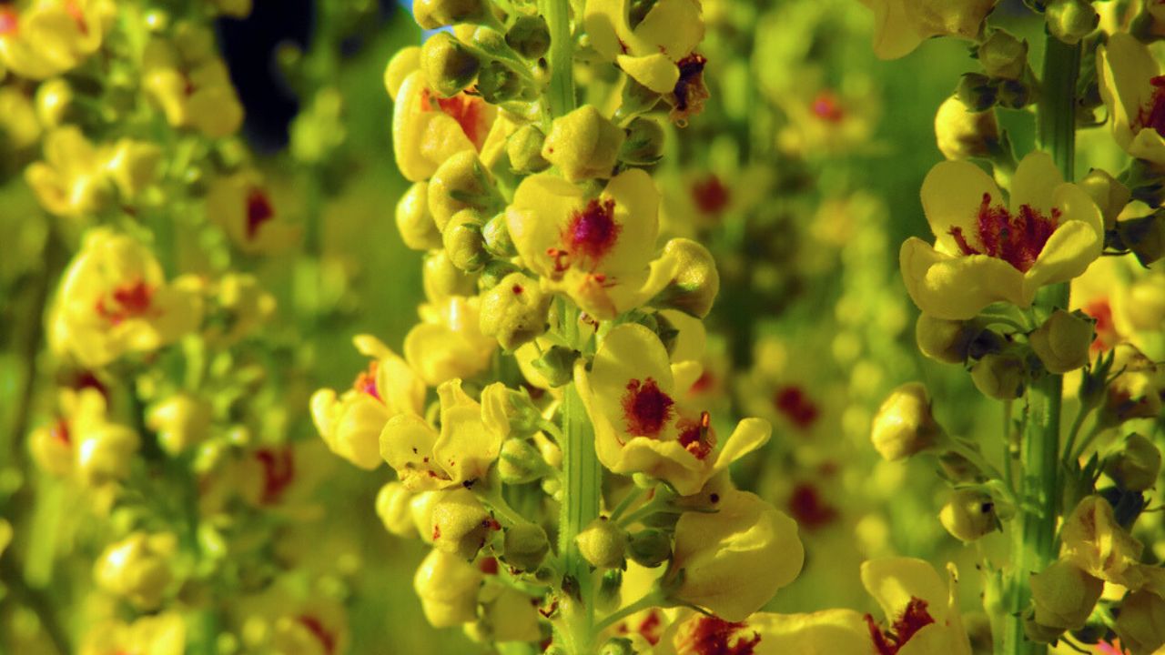 Close up of the flowers of Verbascum thapsus (great mullein or common mullein). Poland, Europe
