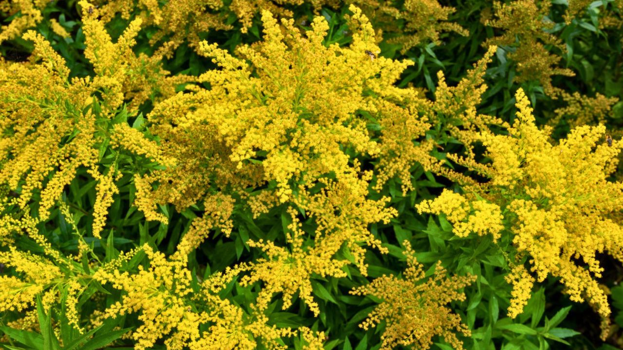 Close up of wrinkleleaf goldenrod (solidago rugosa) flowers in bloom