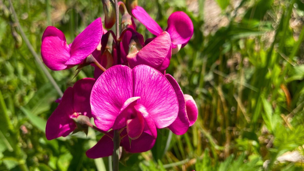 Common name Lathyrus latifolius, scientific name Everlasting pea