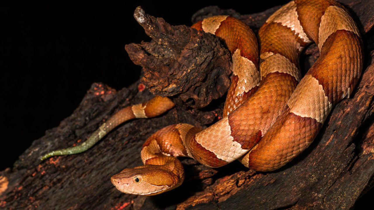 Copperhead, snake- agkistrodon contortrix, A North American Venomous Snake