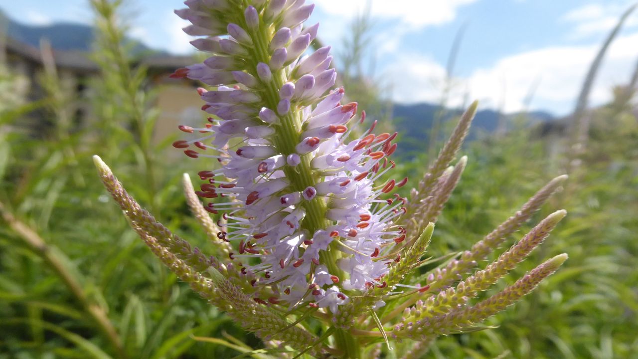 Culver’s Root Veronicastrum virginicum