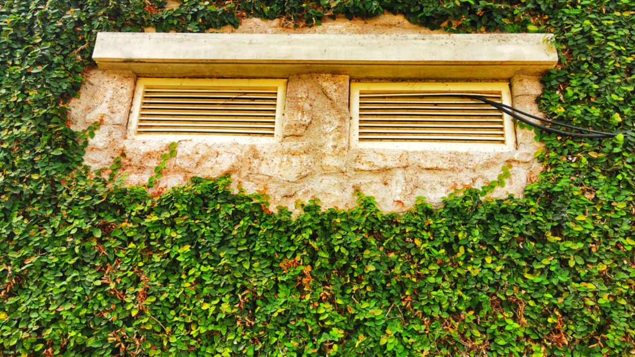Dryer vents on a brick wall. Plants ivy