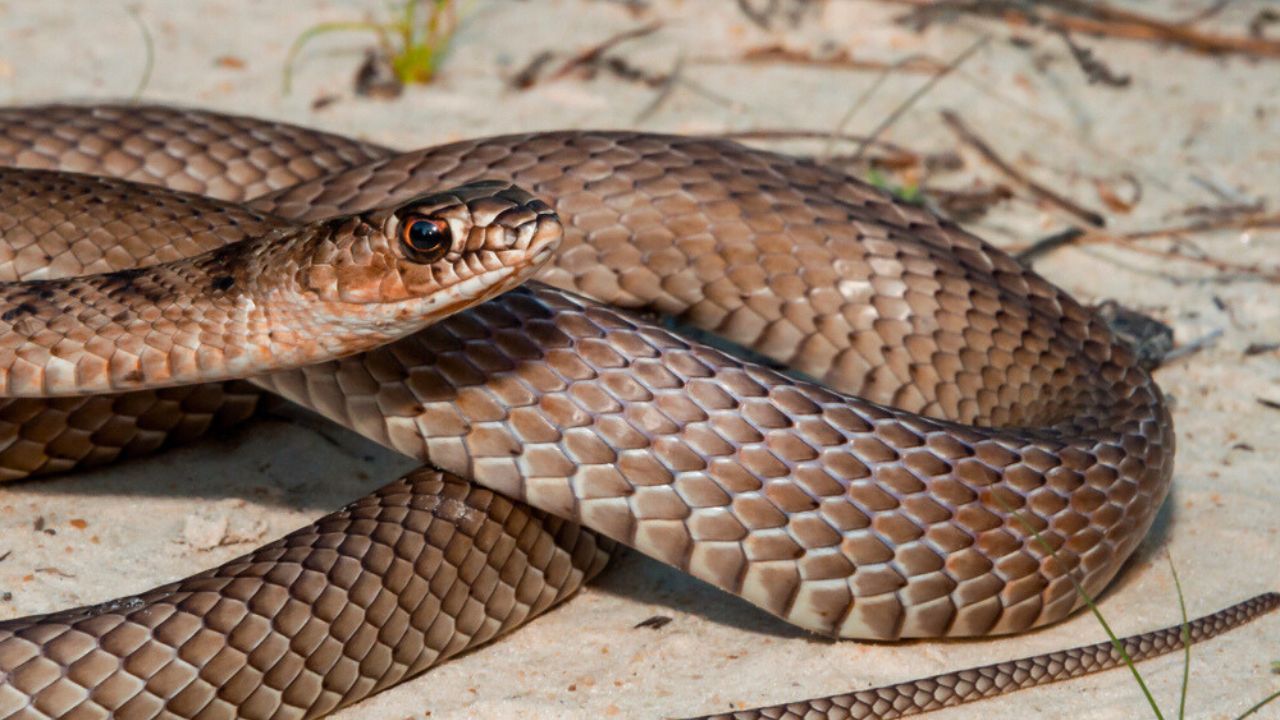 Eastern Coachwhip (Masticophis flagellum flagellum)