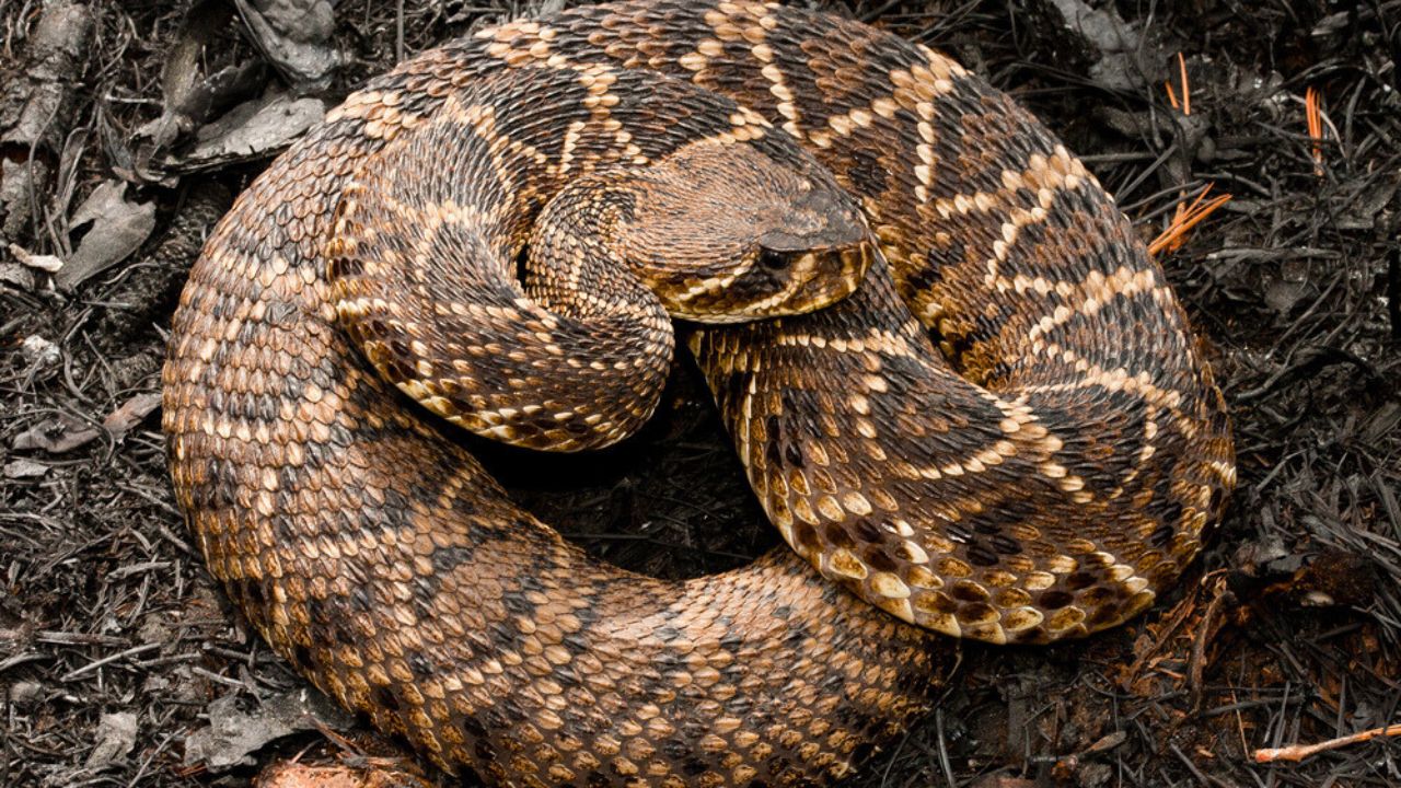 Eastern Diamondback Rattlesnake, Crotalus adamanteus