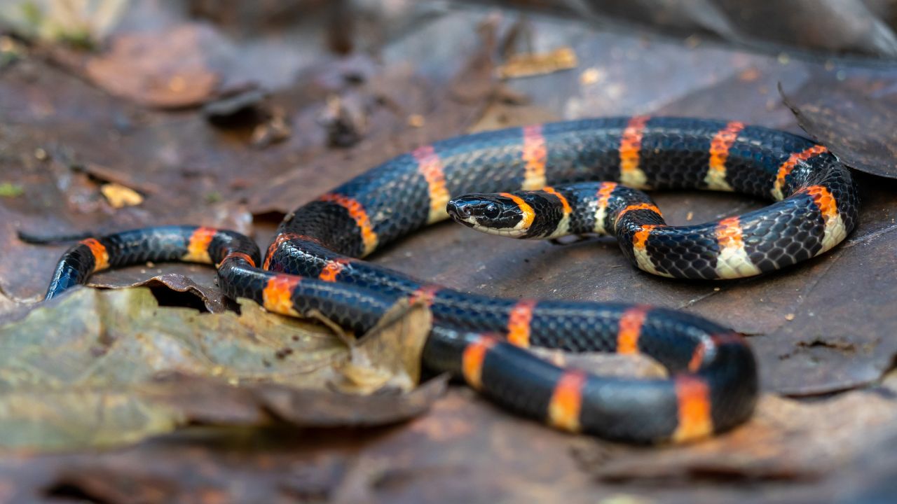 Eastern coral snake (Micrurus fulvius)
