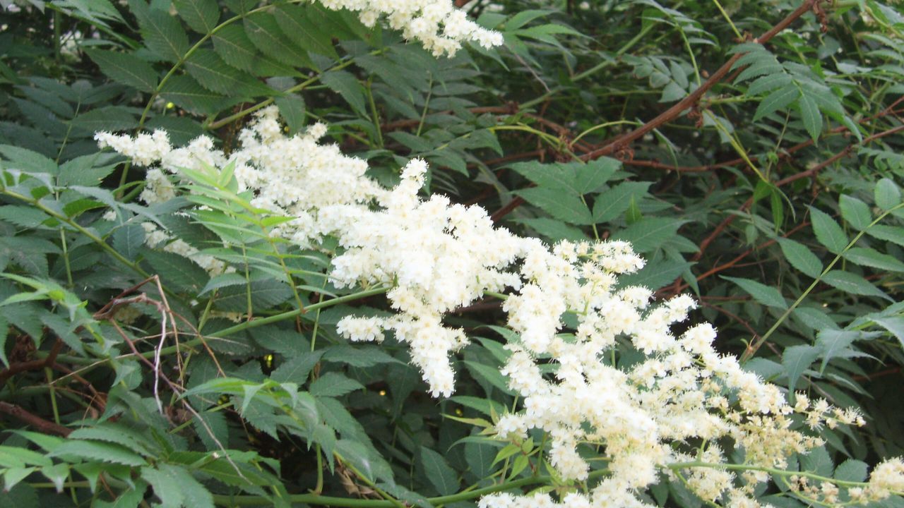 False Spirea (Sorbaria sorbifolia)