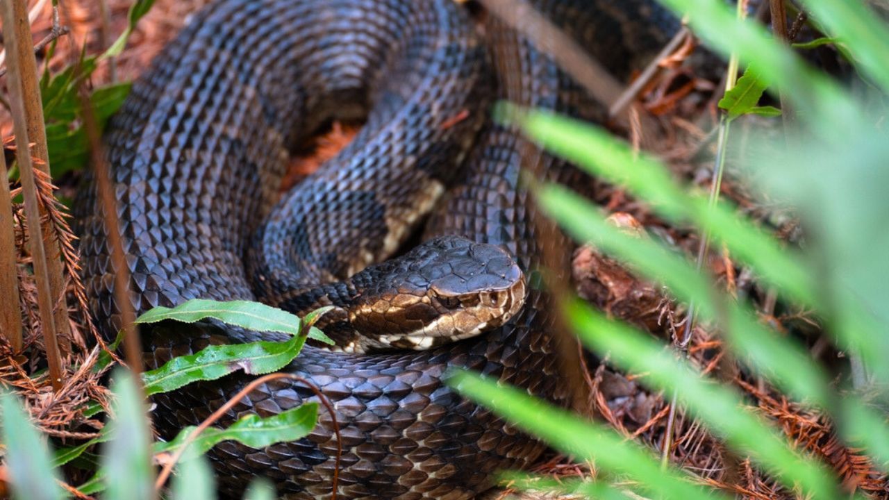 Florida Cottonmouth sited in Six Mile Slough Florida by the side of the boardwalk.
