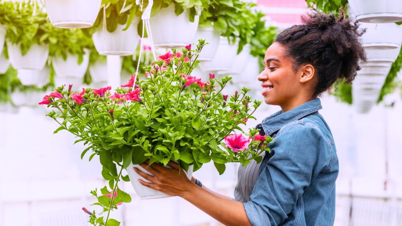 Flowers grown in greenhouse and work of gardener. Smiling african american girl looking at potted flowers hanging from ceiling, side view, free space