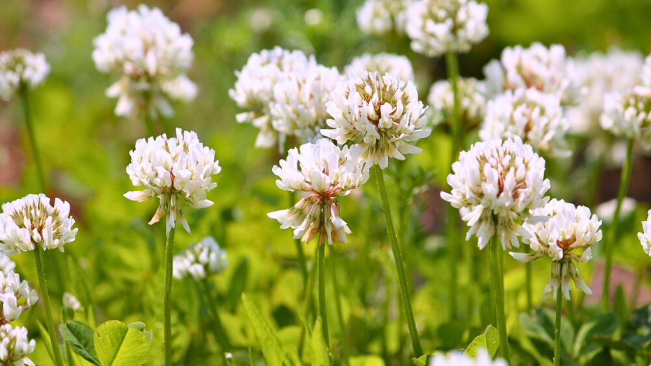 Flowers of white clover (Trifolium repens) plant in green summer meadow