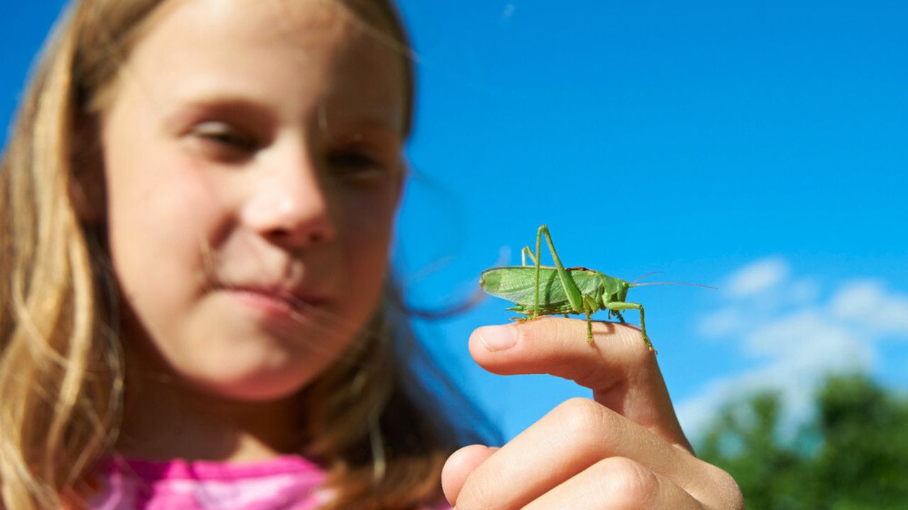 Girl with a grasshopper on a hand in summer