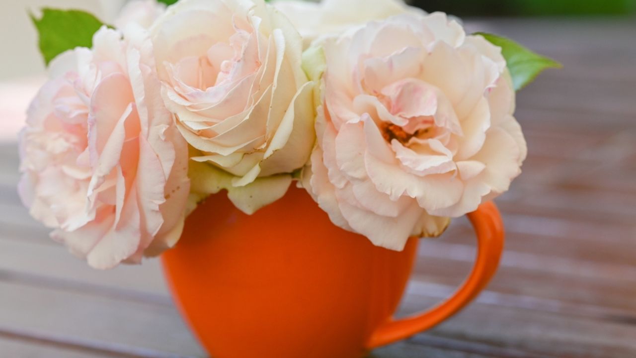 Gorgeous Elegant Creamy Pink Garden Roses in Orange Tea Cup on Wooden Outdoor Table