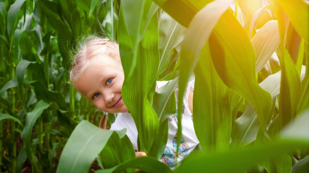 Having Fun in Nature. Child Kid Hiding in Corn Maze Field. Active Summer Holiday in Nature, Game and Entertainment during Harvest Time.