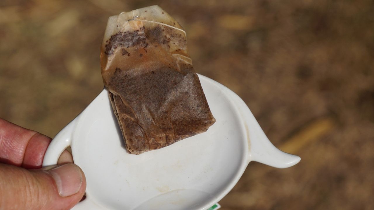 Holding a white, tea bag holder, which is shaped like a teapot with a used, wet tea bag for the compost. Close-up. Dutch garden, summer.