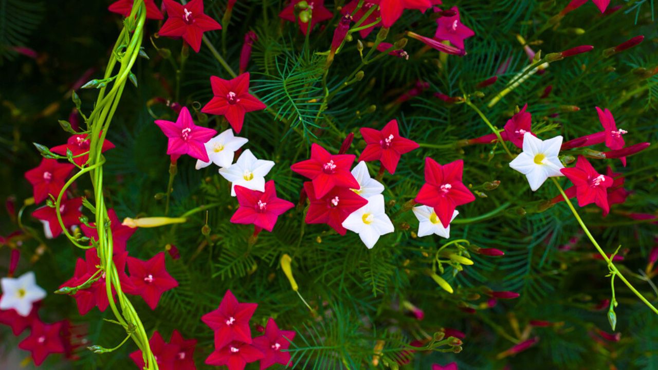 Ipomoea quamoclit (Cypress vine). Tropical plant in the form of a star white, scarlet and pink