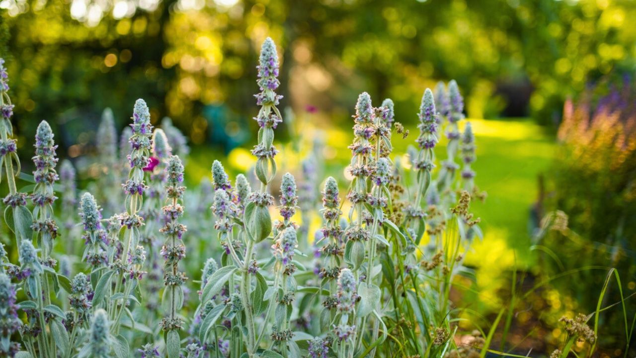 Lamb's ear plants bloom in a sun-dappled garden, their soft, silvery leaves and purple flowers glowing gently in the warm light of a peaceful summer afternoon.
