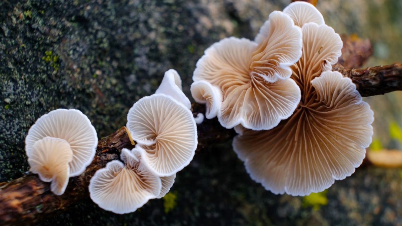 Little forest mushroom Crepidotus mollis. The common names is peeling oysterling, soft slipper, and jelly crep.
