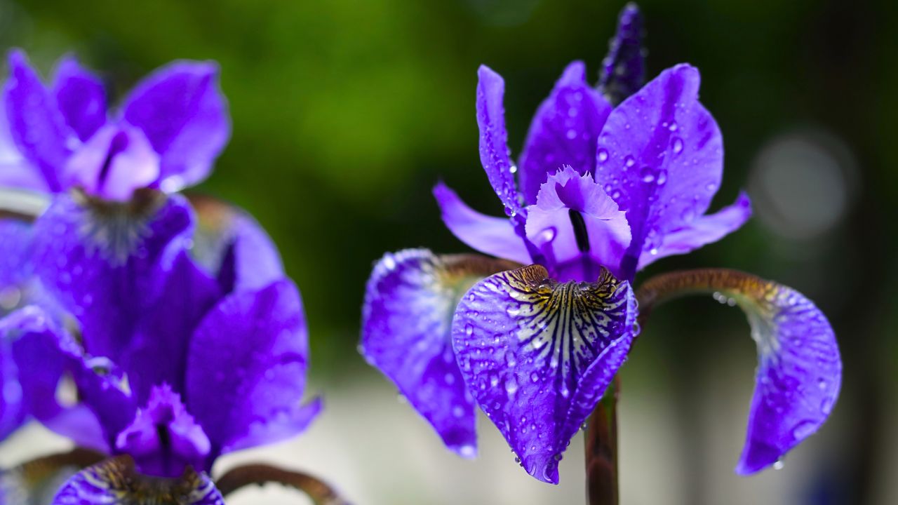 Lot of Iris. Violet iris flower are growing in spring garden. . Siberian Iris wetted by rain. Springtime. Iris Germanica in the family Iridaceae.