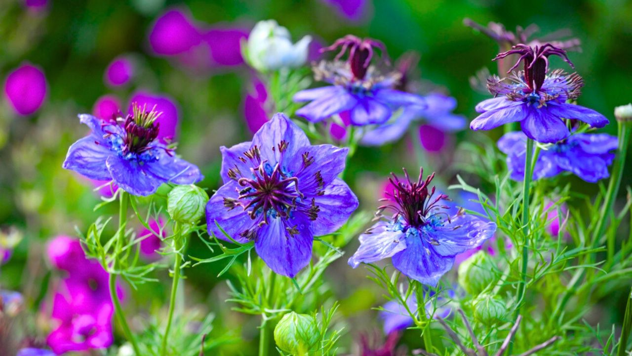 Love in a mist 'Midnight' in flower.