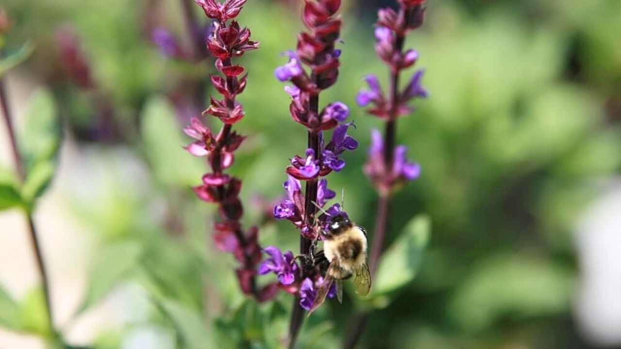 Meadow Sage (Salvia nemorosa)