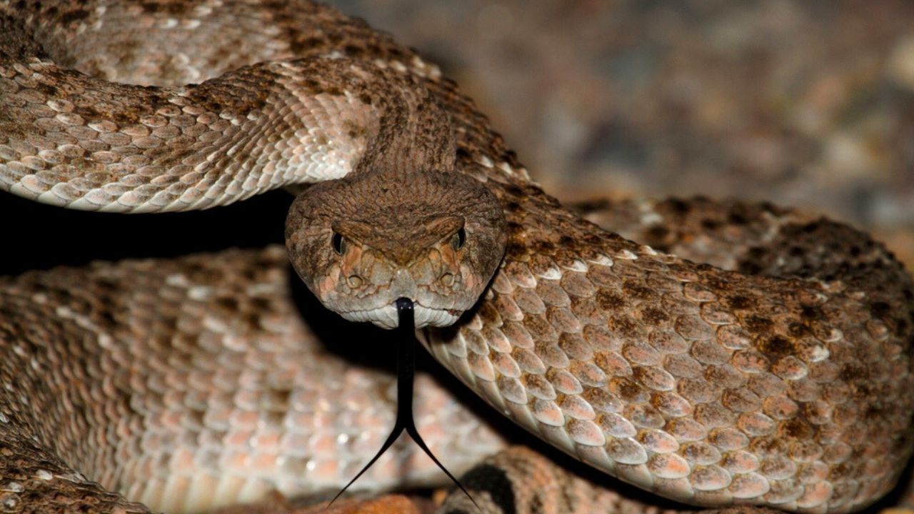 Mojave Rattlesnake (Crotalus scutulatus) coiled to strike. The Mojave Rattlesnake is considered by many to be the most deadly snake in the United States.